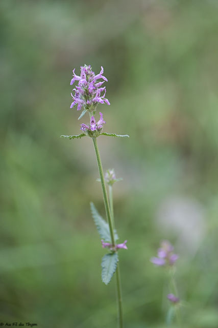 Photographie Plante